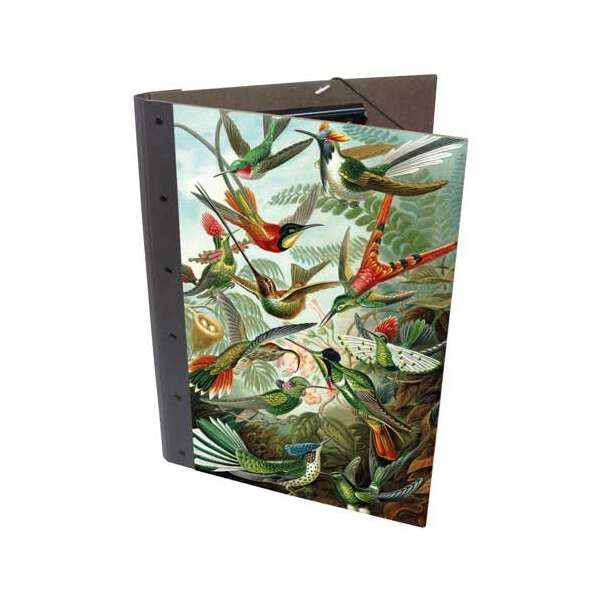 CLIPFOLDER - Kolibris