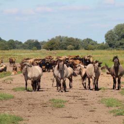 Dellien im Biosphärenreservat Niedersächsische Elbtalaue